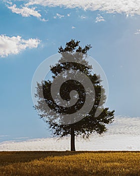 Vertical shot of a lonely tree in the valley under the cloudy sky