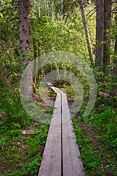 Vertical shot of a long boardwalk footpath in a forest