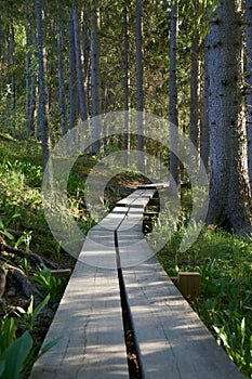 Vertical shot of a long boardwalk footpath in a forest
