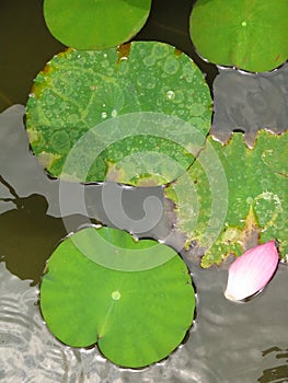 Vertical shot of lotus leaves and petal on the water