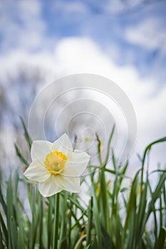 Vertical shot of low angle view of daffodil flower in spring