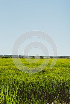 Vertical shot of lush green rice plantation field under blue sky