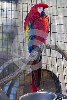 Vertical shot of a macaw parrot sitting in the cage