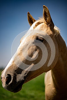 Vertical shot of a magnificent golden horse on a grass-covered field under the blue sky