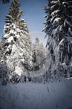 Vertical shot of a majestic winter scene with a winding path lined with evergreen-covered fir trees