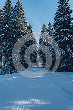 Vertical shot of a majestic winter scene with a winding path lined with evergreen-covered fir trees