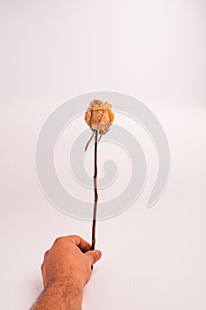 Vertical shot of a male hand holding a dried rose on a light-colored background