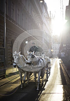 Vertical shot of a male riding a carriage in the street of Vienna, Austria on a sunny day