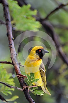 Vertical shot of a male Weaver bird perched on a branch in Ezemvelo Nature Reserve