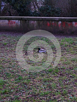 Vertical shot of Mallards on the grass