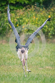 Vertical shot of marabou stork with wings wide-open on a green grass