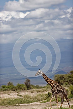 Vertical shot of a Masai giraffe walking in Amboseli National Park. Kenya, East Africa.