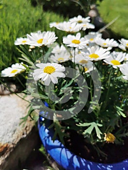 Vertical shot of Mayweed flowers on a blurred background