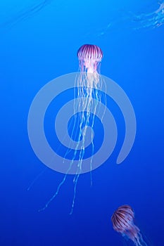 Vertical shot of medusas in a blue sea