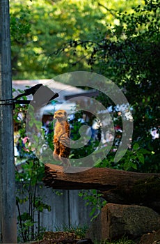 Vertical shot of a meerkat on the tree branch