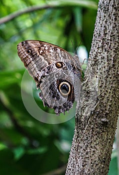 Vertical shot of a mesmerizing Nymphalidae butterfly hanging out on a tree