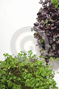 vertical shot of micro greens growing at home. green windowsill garden. vitamins for winter season meal. radish and