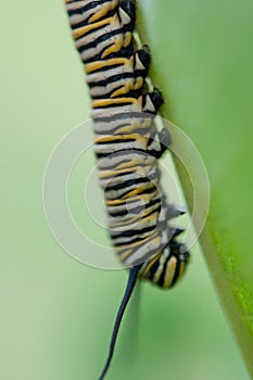 Vertical shot of a Monarch caterpillar walking down a green leaf in the garden