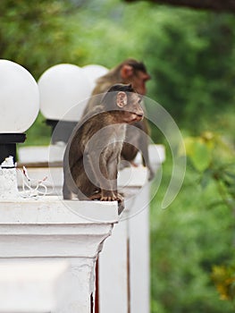 Vertical shot of a monkey climbing a white street lamp outdoors