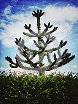 Vertical shot of a Monkey puzzles tree under the cloudy sky