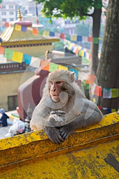 Vertical shot of a monkey sitting on a wall in the Monkey Temple in Kathmandu, Nepal
