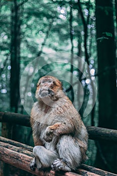 Vertical shot of a monkey sitting on a wooden fence in the jungle with a blurred background