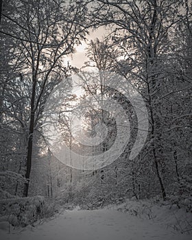 Vertical shot of a morning glow in the snowy winterforest under the cloudy sky