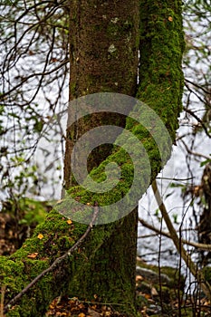 Vertical shot of mossy tree trunks in a forest