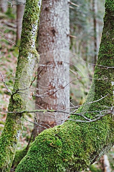 Vertical shot of the mossy tree trunks in the forest