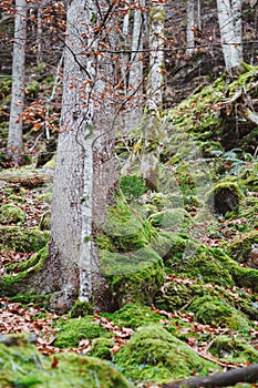 Vertical shot of the mossy tree trunks in the forest