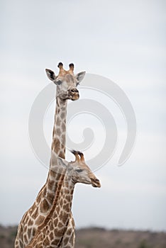 Vertical shot of a mother giraffe with her baby with a blurred background