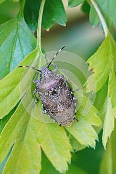Vertical shot of a mottled shieldbug on green leaves photo