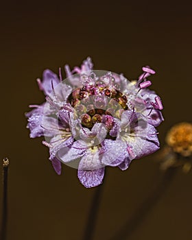 Vertical shot of a mourningbride flower (Scabiosa atropurpurea)