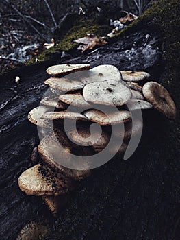 Vertical shot of mushroom growing on the surface of deadwood in a forest