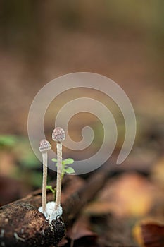 Vertical shot of Mycenaceae mushrooms growing in a forest