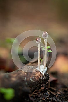 Vertical shot of Mycenaceae mushrooms growing in a forest