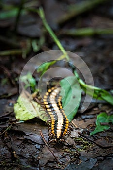 Vertical shot of a Myriapoda on a ground