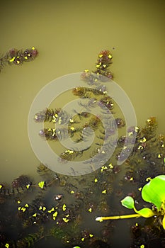 Vertical shot of Myriophyllum spicatum (Eurasian watermilfoil or spiked water-milfoil)