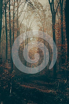 Vertical shot of a narrow path in a mysterious autumn forest on a foggy weather