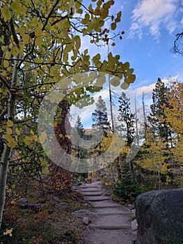 Vertical shot of the narrow walking road surrounded by fir forest trees at autumn