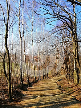 Vertical shot of a narrow walkway in the forest full of naked trees in Jelenia GÃ³ra, Poland