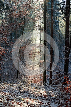 Vertical shot of the natural landscpaes covered with snow on a cold winter day