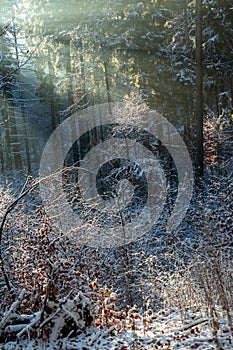 Vertical shot of the natural landscpaes covered with snow on a cold winter day