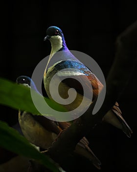 Vertical shot of a Negros bleeding-heart pigeon perched on a branch