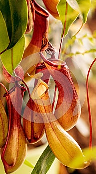 Vertical shot of a Nepenthesalata plant found in the wilderness