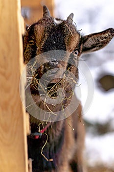 Vertical shot of a Nigerian dwarf goat in the farm