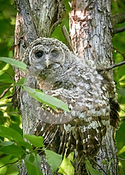 Vertical shot of a northern barred owlet perching on a tree branches in the woods on a sunny day