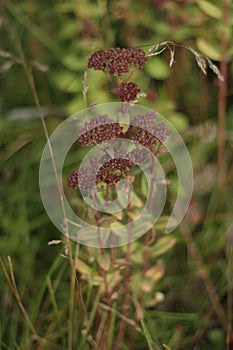 Vertical shot of ochitok plant growth on blurred background photo