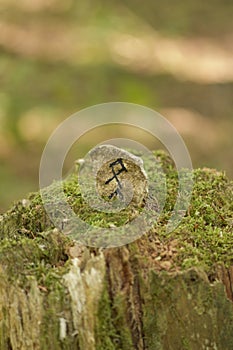 Vertical shot of an Odal rune, an ancient Germanic letter inscribed on a stone on a tree stump