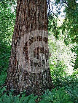 Vertical shot of an old redwood tree in a green forest on a sunny day